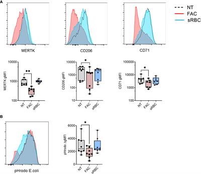 Non-heme iron overload impairs monocyte to macrophage differentiation via mitochondrial oxidative stress